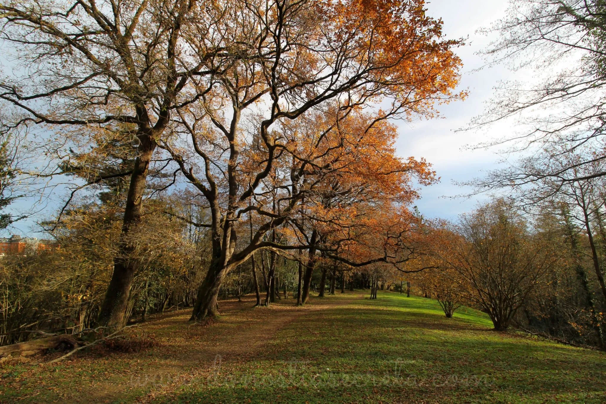 Bosque de Miramon en Donostia