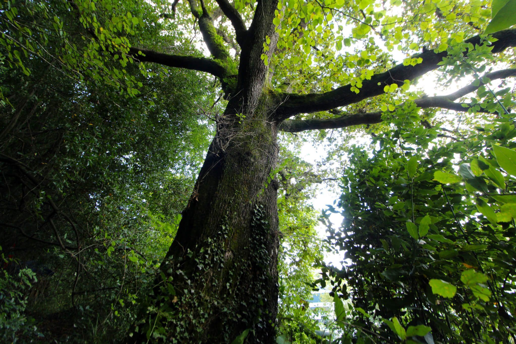 Roble de Igara
