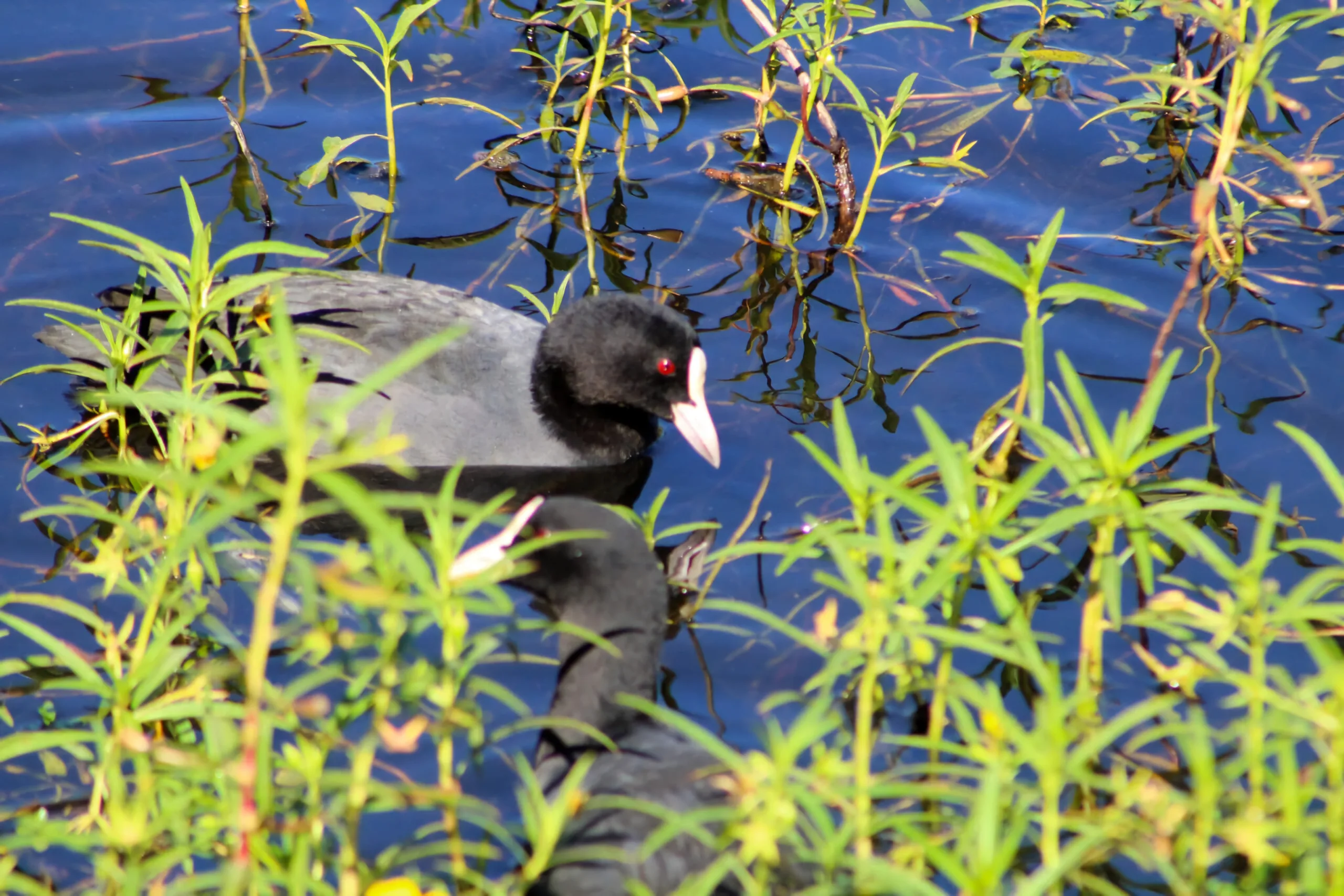 Observación aves Gipuzkoa