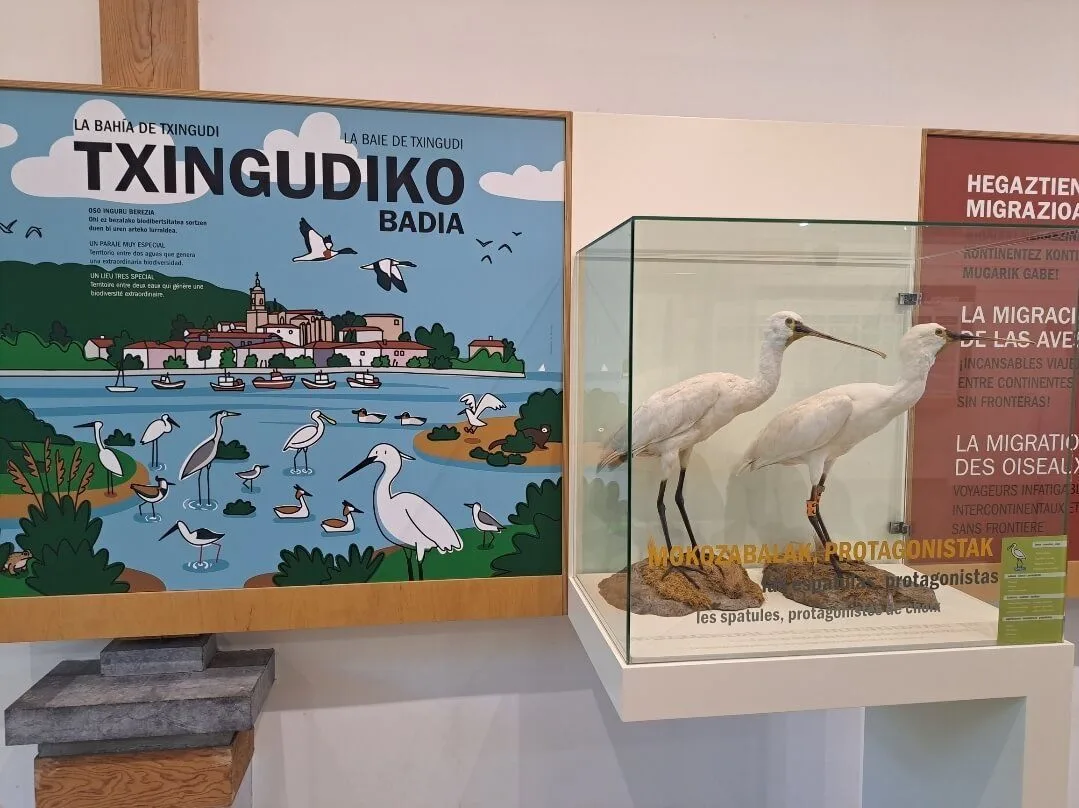 Ekoetxea Txingudi
