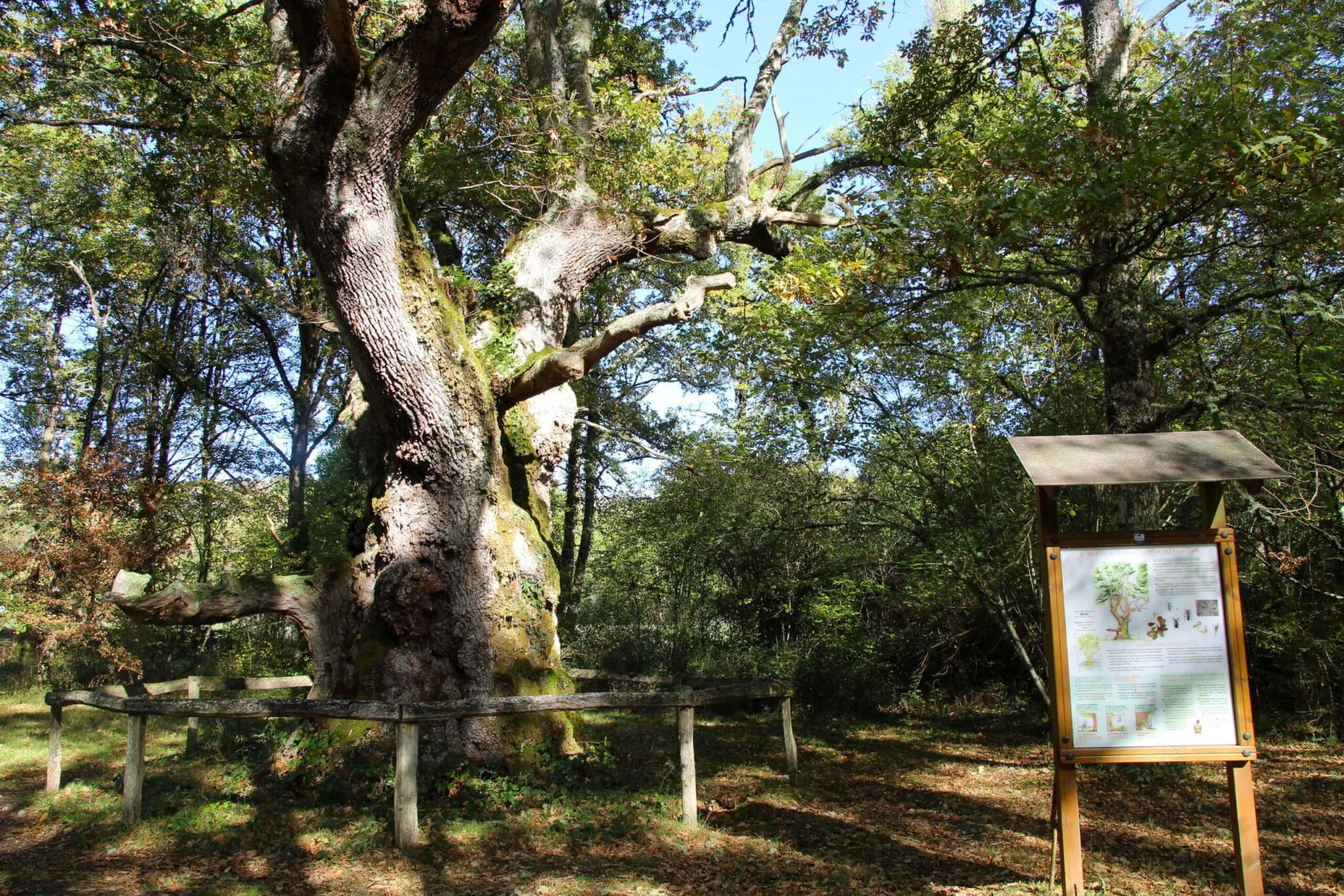 Roble de Jauntsarats II
