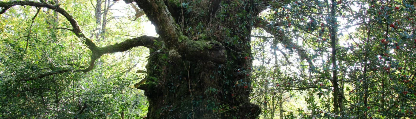 Roble monumental de Jauntsarats