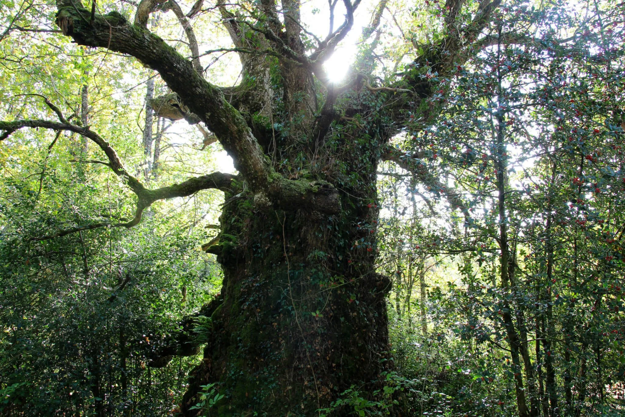 Roble monumental de Jauntsarats