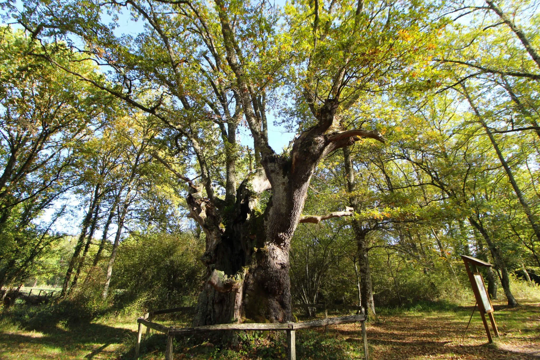 Roble monumental de Jauntsarats II