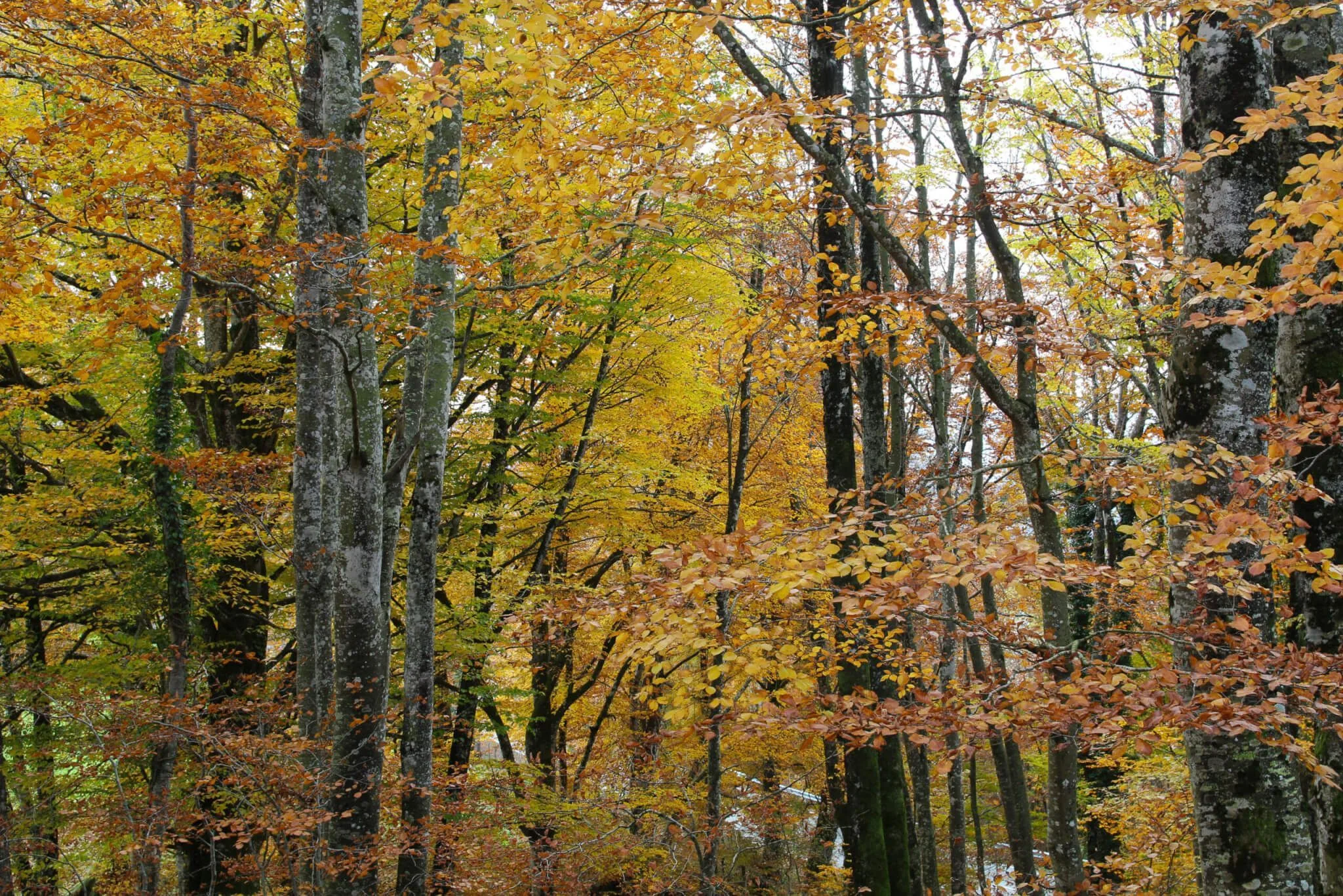 Bosque de Belate