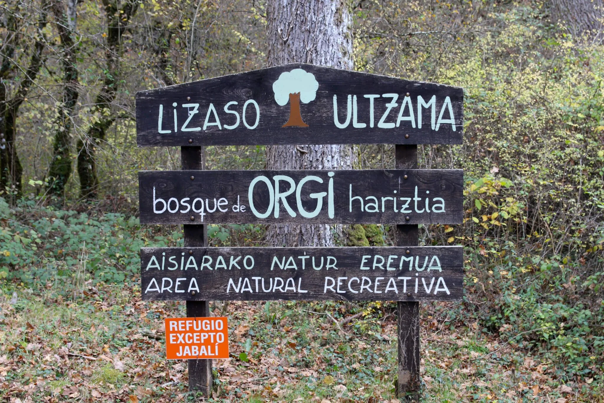 Bosque de Orgi en Lizaso