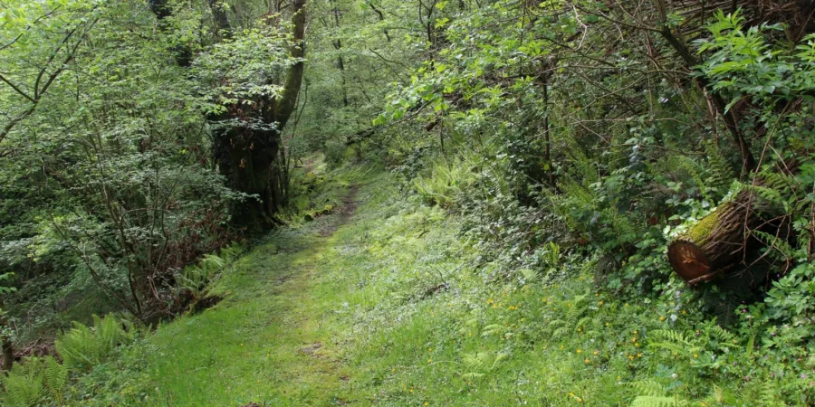 Rutas por la comarca de las Cinco Villas de Navarra.