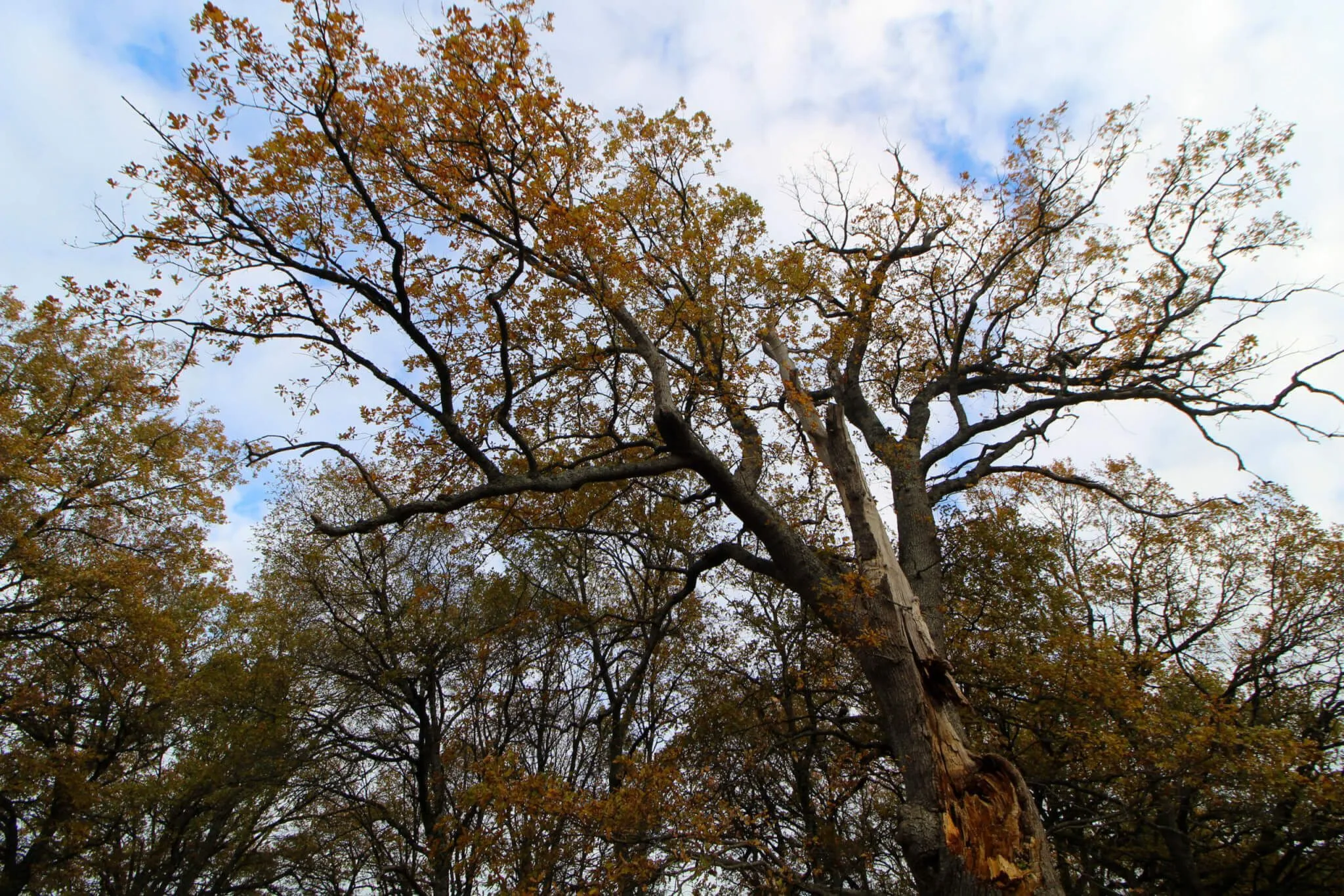 Árboles mágicos de Navarra