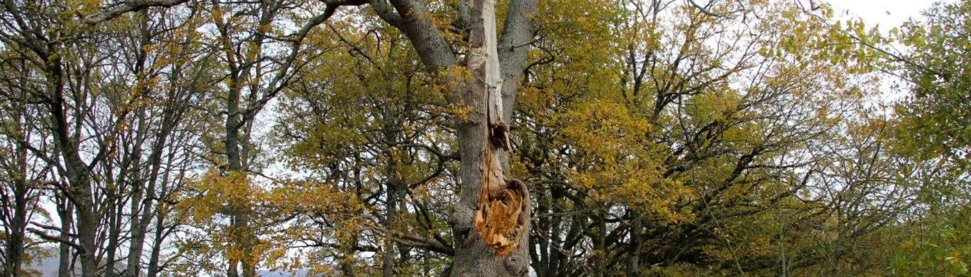 Roble se Eltzaburu Navarra